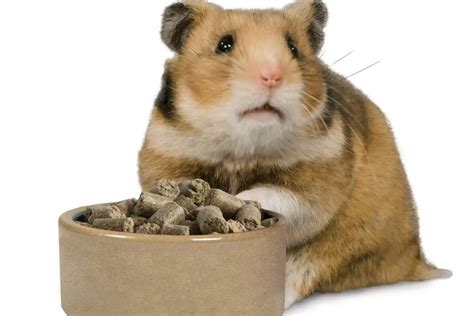 c hamster|An introduction to hamsters 